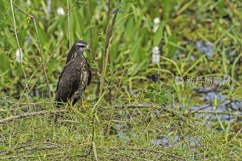 蜗牛风筝(Rostrhamus sociabilis)是一种鹰科的猛禽。发现于巴西的潘塔纳尔。女性。